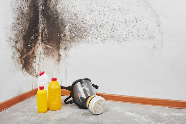 Best Mold Damage Repair  in Parker, AZ