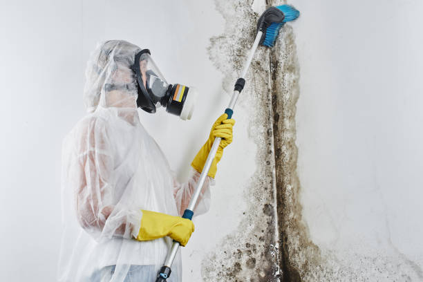 Professional Mold Removal in Parker, AZ
