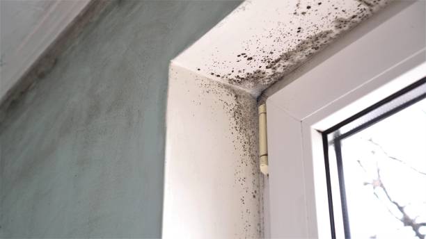 Best Water Damage Restoration  in Parker, AZ
