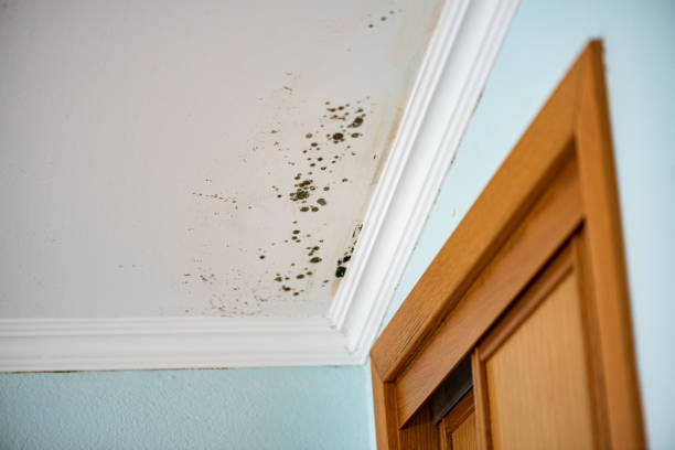 Best Mold Removal Company Near Me  in Parker, AZ