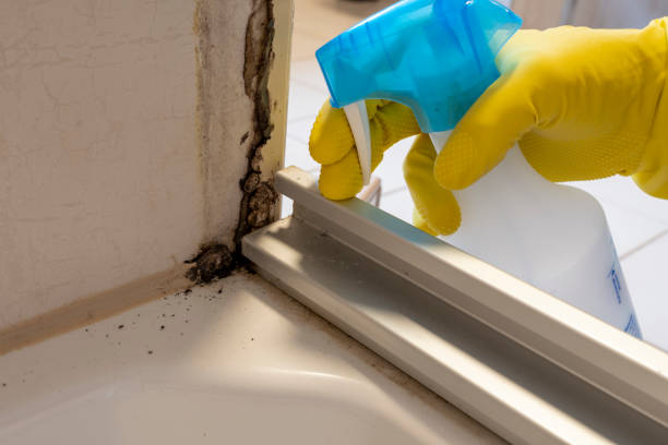 Best Certified Mold Removal  in Parker, AZ
