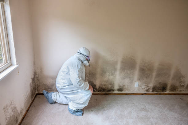 Certified Mold Removal in Parker, AZ