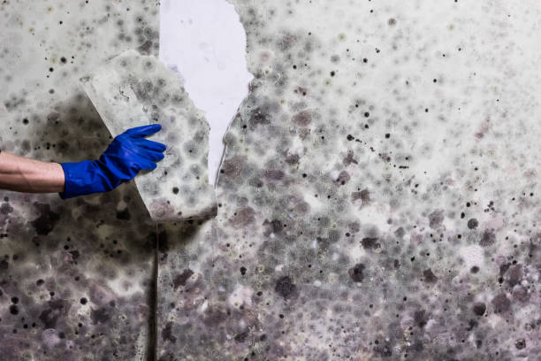 Reliable Parker, AZ Mold Removal Solutions