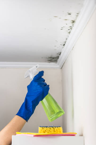 Best Fast Mold Removal  in Parker, AZ