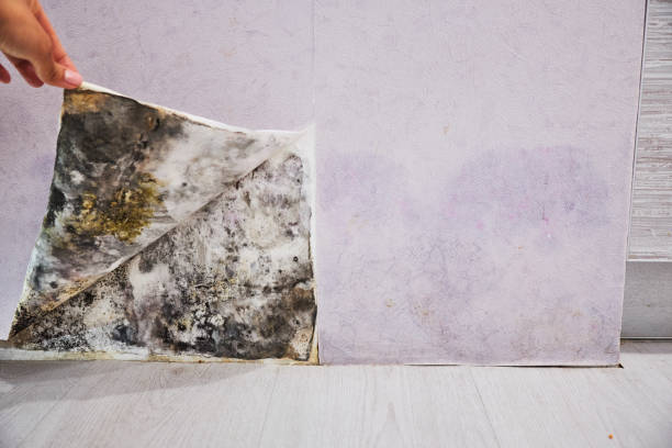 Best Toxic Mold Removal  in Parker, AZ